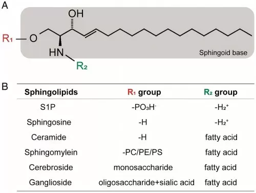 Figure 1. General structures of sphingolipids (Ren et al., 2021).